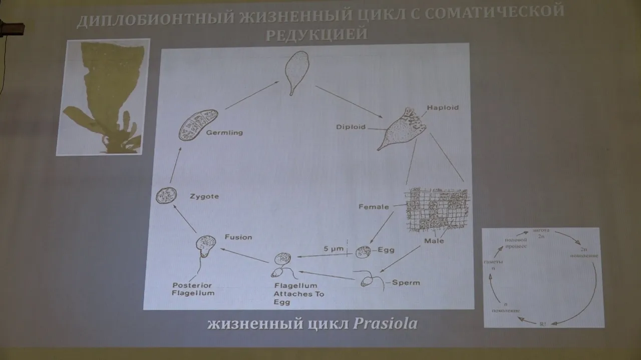 Гололобова М. А. - Низшие растения - 3. Жизненные циклы водорослей. Цианобактерии