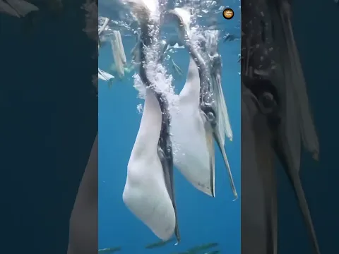 Why do pelicans keep their mouths open 😲