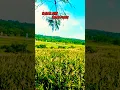 Download Lagu sadar diri sadar posisi#shorts #shortvideo #travel #fyp