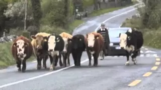 Cork s 96FM - Man Hits Cow