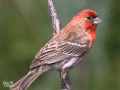 Download Lagu Lagu Burung Finch Rumah Merah - Burung Bernyanyi