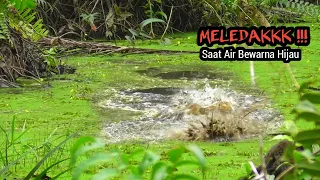 Download MELEDAKK !! CASTING IKAN GABUS DI AIR BEWARNA HIJAU SAMBARAN SUNGGUH MENGAGETKAN #AS-167 MP3