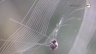 لماذا بيت العنكبوت بالذات استمعوا قصة مؤثرة جدا 