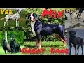 Top12 Amazingly cross breds Great Dane St Bernard Am Bulldog Newfoundland Irish Wolfhound