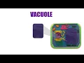 The Universe in Us - Animal and Plant Cell by Mariana Echeverri PART 2
