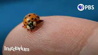 pssst ladybugs have a killer secret
