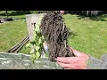 Download Lagu Uitgraven Japanse duizendknoop op particulier terrein.
