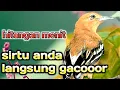 Download Lagu Pancingan Yang Membuat Sirtu Anda Semakin Gacor, fighter Mental Menjadi Oke