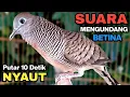 Download Lagu Perkutut Lokal Gacor RAJA PIKAT Ahlinya Bikin Semua Burung Perkutut Gacor Nyaut.