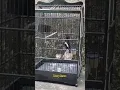 Download Lagu suara burung kacer#shorts #fypシ゚viral #vidioshort #word #birds