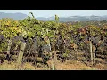 Bringing an ancient Roman vineyard back to life