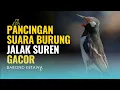 Download Lagu Masteran Jalak Suren Gacor Kasar – Ampuh Buat Pancing Burung Muda!\