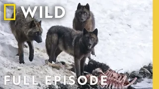 Wild Wolves Pack Life Full Episode Yellowstone Wolf Dynasty Nat Geo Animals  Wild Wolves Pack Life Full Episode Yellowstone Wolf Dynasty Nat Geo Animals