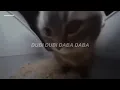 La canción del gato bailando que dice: chipi chipi chapa chapa dubi dubi daba daba (Letra/Lyrics)