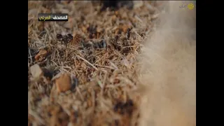 المصحف المرئي   ناصر القطامي   ماتيسر من سورة النمل دندنها