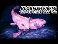 Blobfish Facts They re NOT the UGLIEST Animals Animal Fact Files