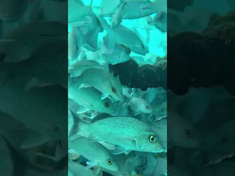 The beauty of islamorada Fl #nature #fish