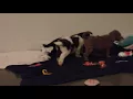 Shirley s puppies visit Westside