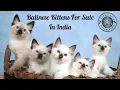 Balinese Kittens Siamese Cat Kittens for Sale In Mumbai New Delhi Pune Bengaluru Kolkata Chennai