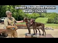 German Shorthaired Pointer Suburban Lifestyle Reality Check