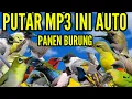 mp3 SUARA PIKAT SEMUA JENIS BURUNG TERBUKTI ANTI ZOONK