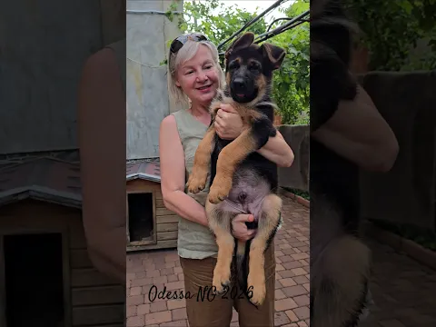 🏆Big and fat! Cute German Shepherd puppy Odessa 2026