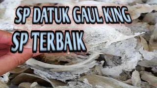Download SP BURUNG WALET | SP DATU GAUL KING ROOT| the sound of a swallow calling MP3