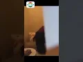 Download Lagu Pelakor di Makassar Kepergok Istri Sah dan Anak Gadisnya #shorts #pelakor #viral #perselingkuhan