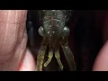 The Bass Fishing Lure That Is About To Go Viral