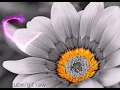 Animation flower love whatsapp gif raw
