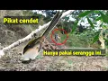 Download Lagu pikat burung pentet/cendet pasti lengket dengan trik ini