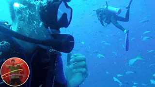 DIVING WITH SHARKS AT THE SOCORRO ISLANDS