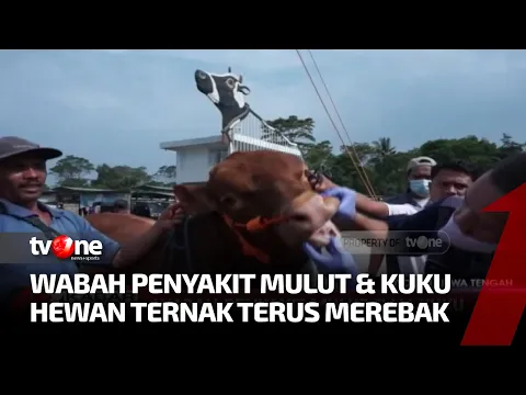 Wabah Penyakit Mulut dan Kuku Menyerang Hewan Ternak di Sejumlah Daerah
