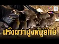 Download Lagu นักท่องเที่ยวต่างชาติวิ่งหนีกระเจิง เจอหนูยักษ์ไทยรุมแทะขยะ | ข่าวอรุณอมรินทร์ | 28/9/68