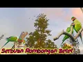 Download Lagu Mikat Burung Betet ll Tidak Sangka Kalau Diserang Rombongan Betet Berkali-kali