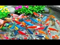 Unboxing Ikan Hias Warna Warni, Ikan Cupang Lucu, Ikan Koi Lucu, Ikan Lele, Ikan Channa, Ikan molly
