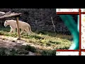Download Lagu Kabul zoo with white lion in there