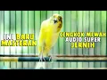 Download Lagu Ini baru masteran KENARI cengkok mewah, bikin kenari PAUD dan BAHAN cepat gacor dan juara - AUDIO