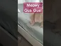 Download Lagu MEOW! MEOW! #catshorts #cat #youtubeshorts #cats