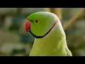 Download Lagu Suara Burung Beo Berbicara