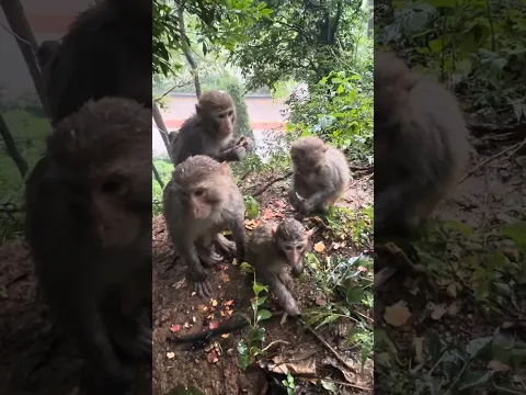 💗 A Hungry Baby Monkey Left in the Rain With No Shelter…🐒🌧️ My Heart Breaks for This Little Soul! ❤️