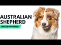 Australian Shepherd Breed History Australian Shepherd Dog Price