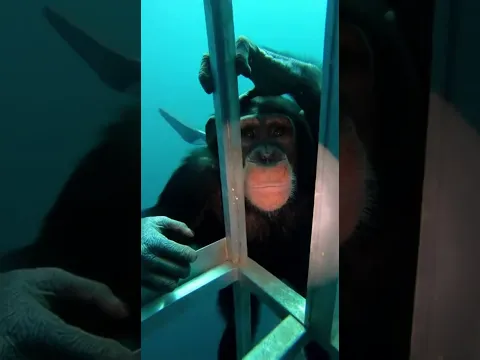 What If You Met a Chimp in the Deep Ocean? #animals #ocean #chimpanzee