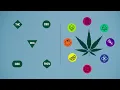What s the difference between indica vs sativa vs hybrid weed Leafly