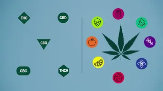 What s the difference between indica vs sativa vs hybrid weed Leafly