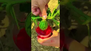 Why Do You Dip Watermelons In Potions Shorts Farmer Fruit Nature Agriculture 