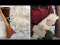 Lagu Two Fishermen Make Friends With An Arctic Fox!