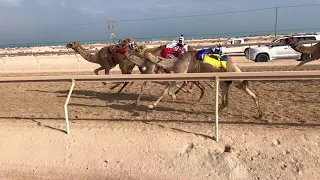 الشوط 5 ابكار شوق لـ عزيز بخيت سعيد فطيس المنصوري 7 35 11 