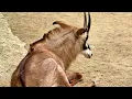 Download Lagu The Elegant Antelope in a Relaxation Pose Resting Serenely on the Soft Ground of Nature