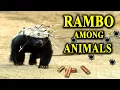 Honey Badger - Fearless Bulletproof and almost Immortal